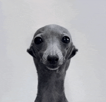 a close up of a grey dog 's face with a white background