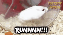 a white hamster is running in a hamster wheel in a cage .