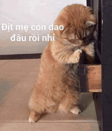 a cat is standing on its hind legs next to a drawer and looking into it .
