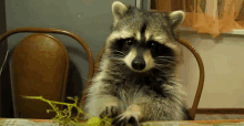 a raccoon sits at a table with a grape on it