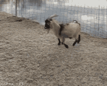 a goat is standing on its hind legs in the snow while a bird is sitting on its back .