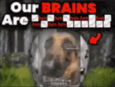 a dog wearing a helmet with the words `` our brains are '' written above it