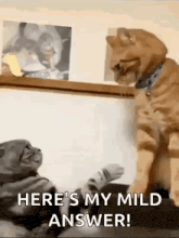 two cats are playing with each other and one of them is saying `` here 's my mild answer ! ''