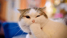 a close up of a cat 's face with a collar on