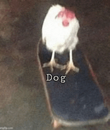 a chicken is riding a skateboard with the word dog written on it .