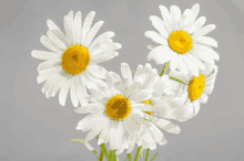 a bunch of daisies with a yellow center