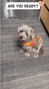 a small dog wearing a bandana is sitting on a rug and looking at the camera with the words are you ready below it