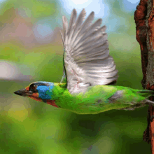 a green and blue bird with a blue beak is flying