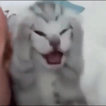 a close up of a cat with its mouth open and a person holding it .