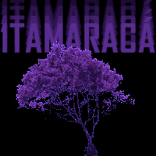 a purple tree is against a black background with the word tamarada