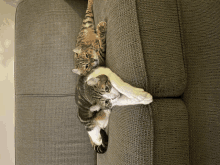 two cats are playing on a grey couch and one of them is holding the other 's paw