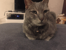 a grey cat with a bell around its neck is laying on a couch