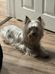 a small white dog laying on a wooden floor