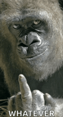 a picture of a gorilla giving the middle finger with the words whatever below it