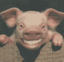 a pig is smiling and sticking its head out of a fence .