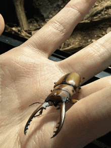 a close up of a person holding a beetle on their hand