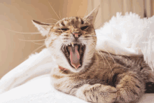 a cat is yawning with its tongue out