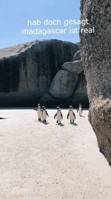 a group of penguins walking on a sandy beach with the words hab doch gesagt madagascar ist real below them