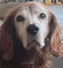 a close up of an older dog 's face looking at the camera while sitting on a couch .