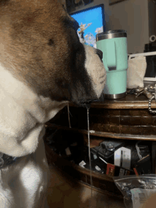 a dog drinking from a green tumbler on a table