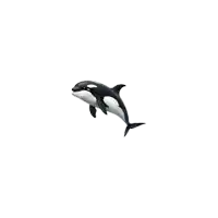 a black and white killer whale is jumping out of the water on a white background