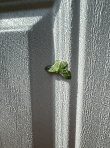 a green moth is perched on a white surface