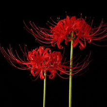 two red flowers on a green stem with a black background