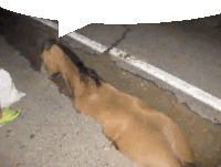 a brown horse is laying on the side of the road next to a white line .