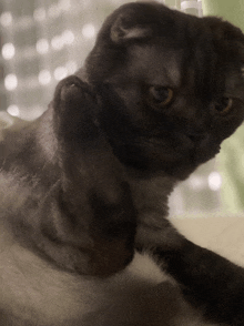 a close up of a cat 's face with a green curtain behind it