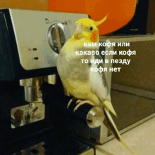 a bird is perched on a coffee maker with a caption in a foreign language