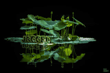 the word jagged is surrounded by green leaves in a pond