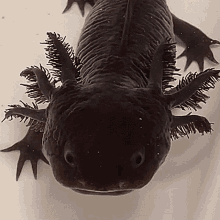 a close up of a black axolotl swimming in a tank