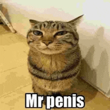 a cat is sitting on its hind legs and looking at the camera with the words `` mr penis '' written on it .