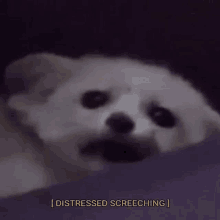 a small white dog is laying on a purple blanket with the words `` distressed screeching '' written above it .