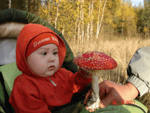 a baby wearing a red hat that says queen on it holds a mushroom