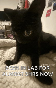 a black cat is laying on a white blanket with a caption that says been in lab for almost 5hrs now