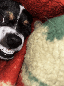 a close up of a dog laying on a blanket with its mouth open