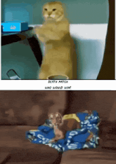 a picture of a cat and a picture of a cat on a couch