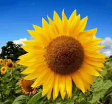 a sunflower in a field with a blue sky behind it