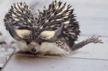 a hedgehog with horns on its head is laying on a ledge