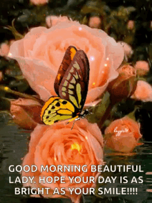 a butterfly is sitting on a pink rose with the words good morning beautiful lady hope your day is as bright as your smile !!!