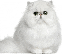 a fluffy white cat with green eyes is sitting on a white background