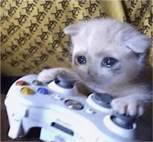 a kitten is crying while playing a video game with a controller .