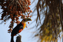 a bird with a yellow beak is perched on a branch