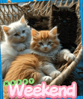 a picture of four kittens laying in a hammock with the words happy weekend above them