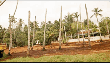 a row of palm trees in a dirt area