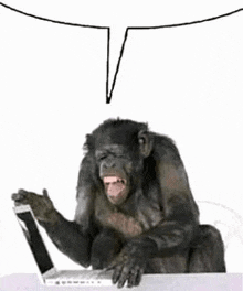 a chimpanzee is sitting at a desk with a laptop and a speech bubble above it .