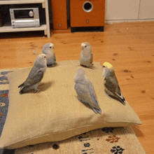 a group of birds are sitting on a pillow that says ' a ' on it