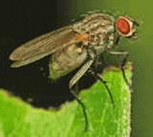 a fly is sitting on a green leaf .