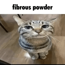 a cat looking up with the words fibrous powder written below it